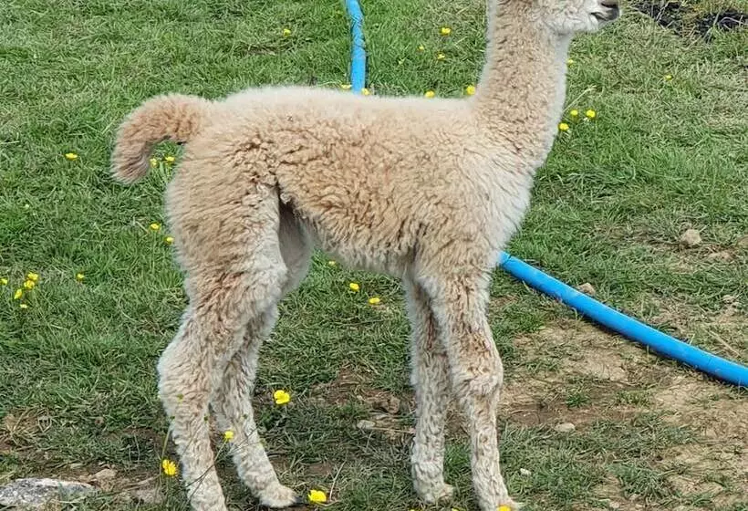 Double Decker Bus On An Alpaca Farm Sleeps 8, 5 Mins Drive To Dartmoor