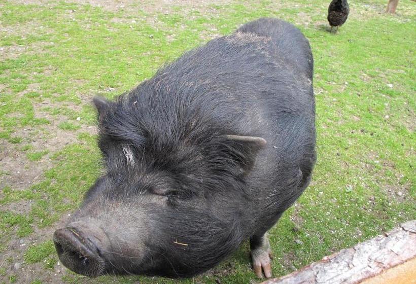 ホテル Fertinghof