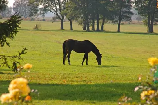 ホテル Pensjonat Stadnina Red Lion Farm