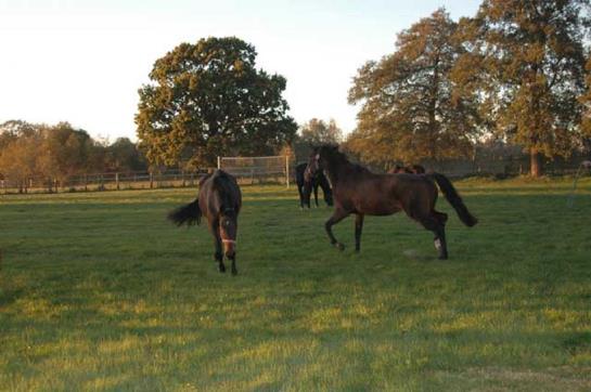 酒店 Pensjonat Stadnina Red Lion Farm