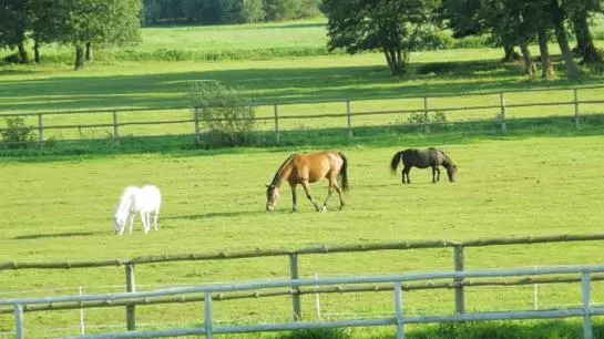 ホテル Pensjonat Stadnina Red Lion Farm