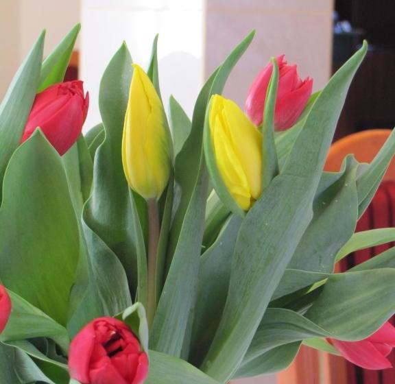 فندق Willa Marina