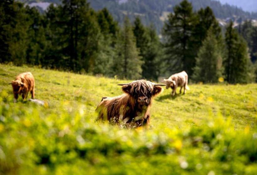 بنسيون Hierzegger