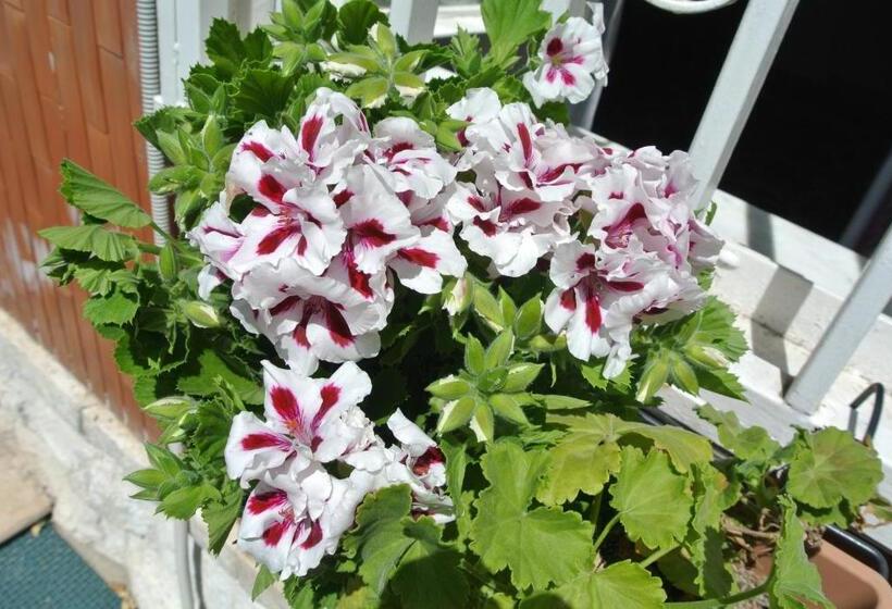 B&b La Villetta Palese