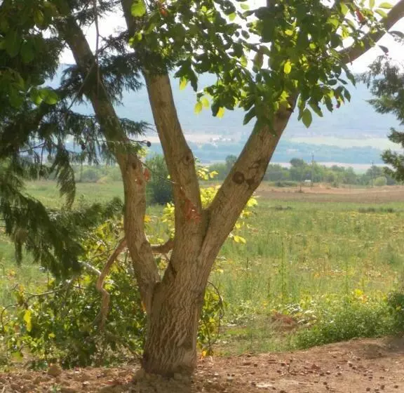 Le Mas Des Meras   Gite Côté Mas