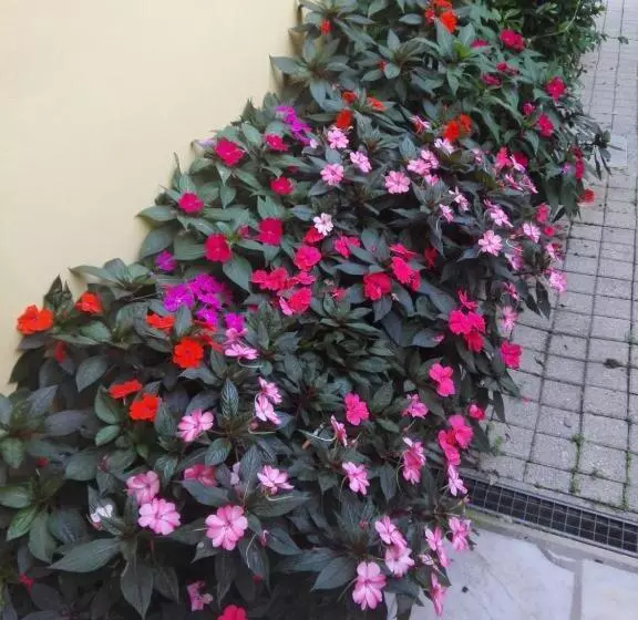 Incantomare
