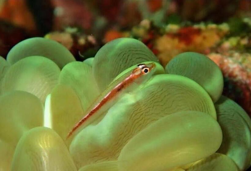 Luxotel Aqaba Beach Resort & Spa Only 15 Years Plus