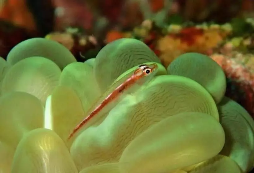 Luxotel Aqaba Beach Resort & Spa Only 15 Years Plus