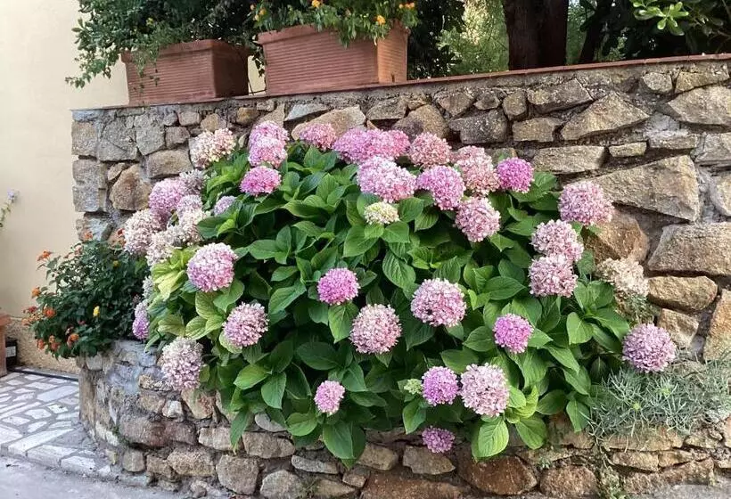 Ortensia Al Cotone