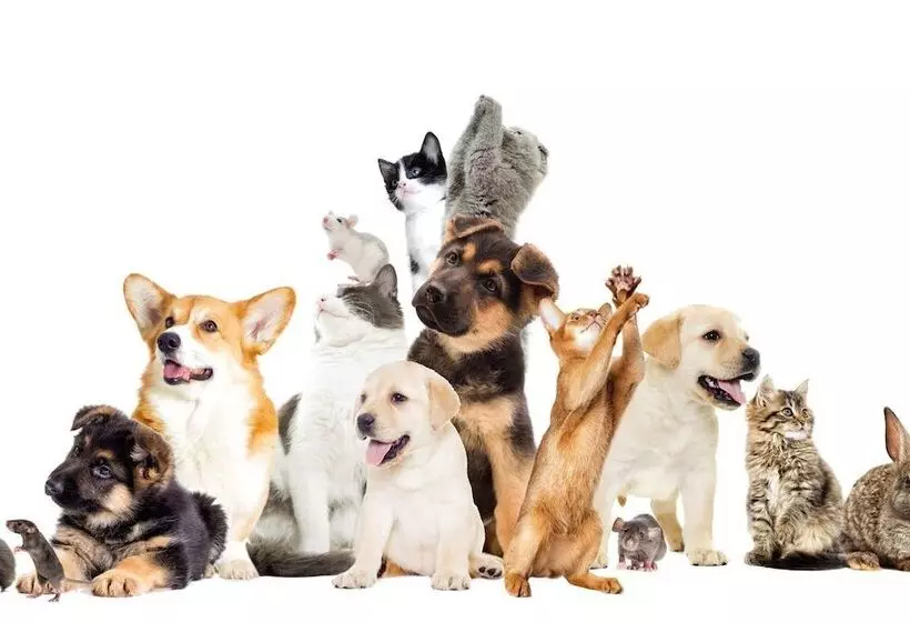 酒店 Hôtel Tijani