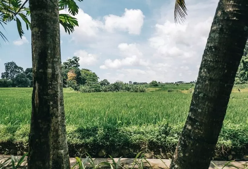 ベッドアンドブレックファースト Grün Canggu