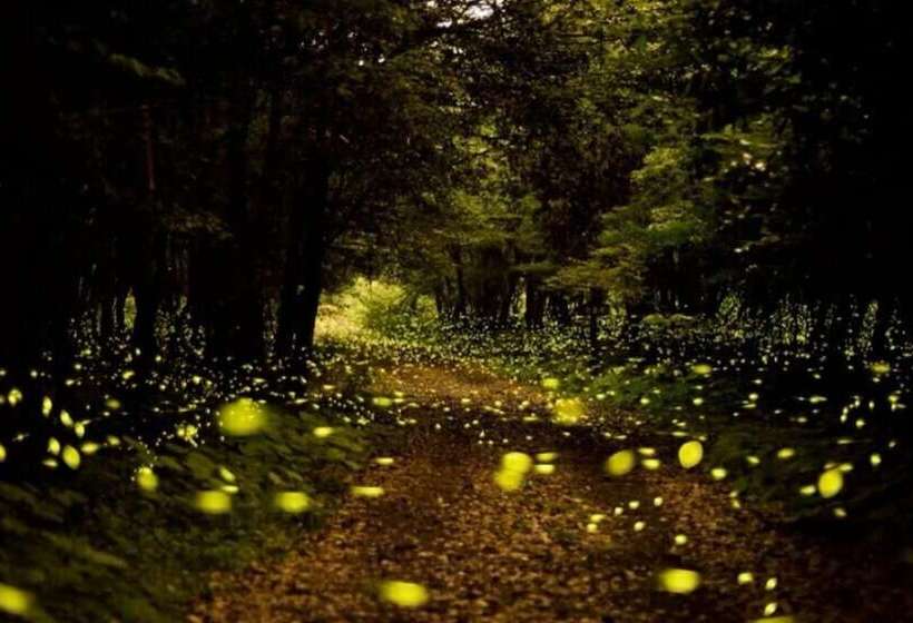 Jeju Osaekgyul Cheheom Pension