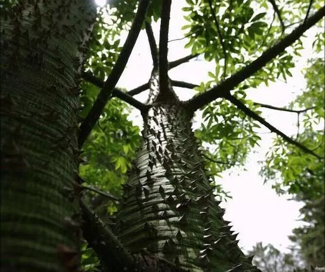 ホテル Inraki Lodge