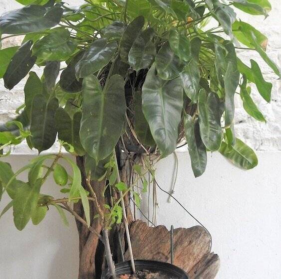 ホテル Agua Sol Villa