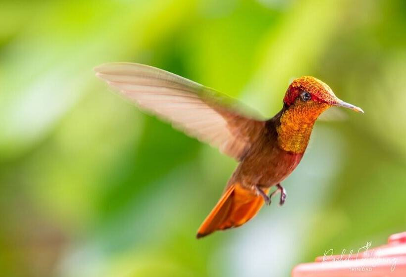 هتل Pax Guest House