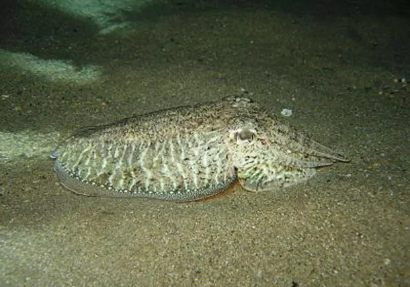 酒店 Porto Maltese Boutique Estate