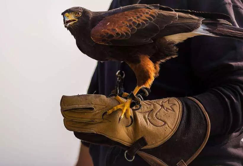 هتل The Originals Access, Hôtel Cholet Gare