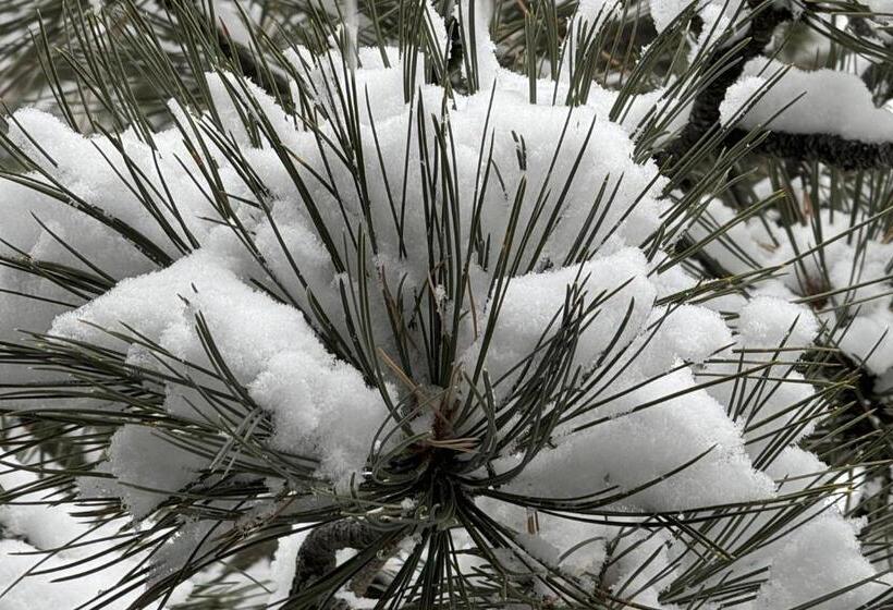 فندق Valley View #831