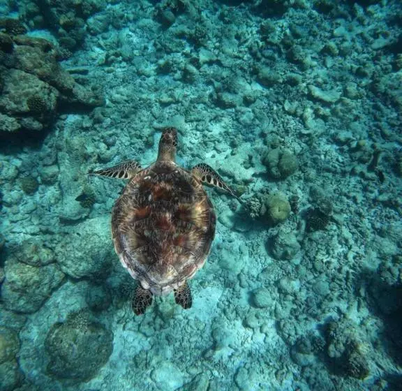 هتل Rasdu View Inn