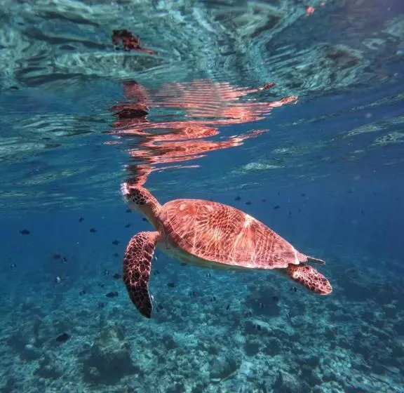 هتل Rasdu View Inn