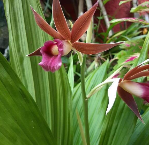 فندق صغير Posada Turística La Ceiba