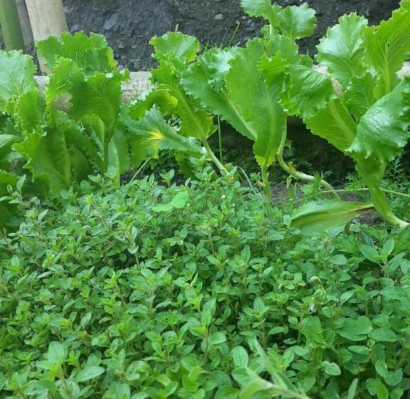 فندق صغير Posada Turística La Ceiba