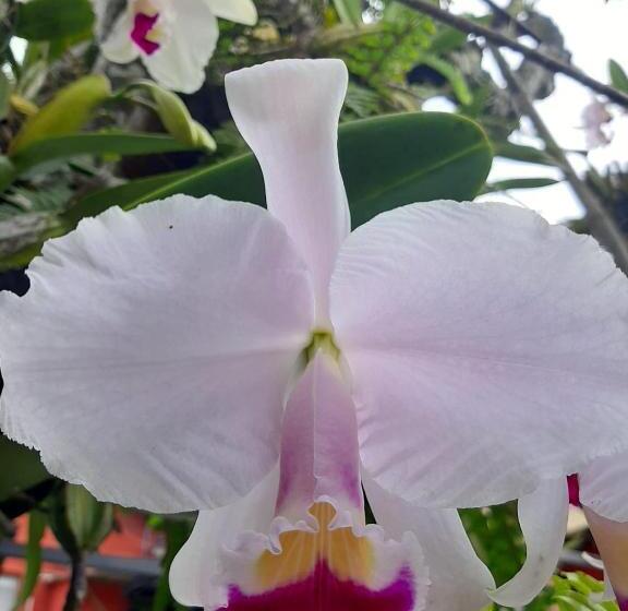 فندق صغير Posada Turística La Ceiba