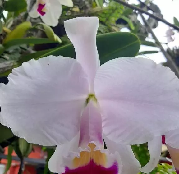 ユースホステル Posada Turística La Ceiba