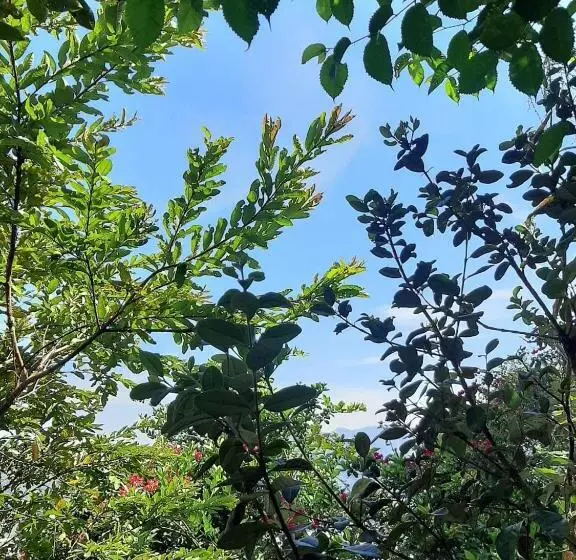 ユースホステル Posada Turística La Ceiba