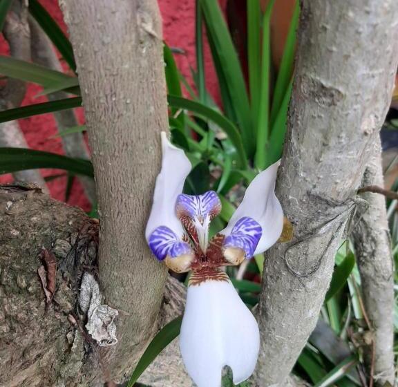 فندق صغير Posada Turística La Ceiba