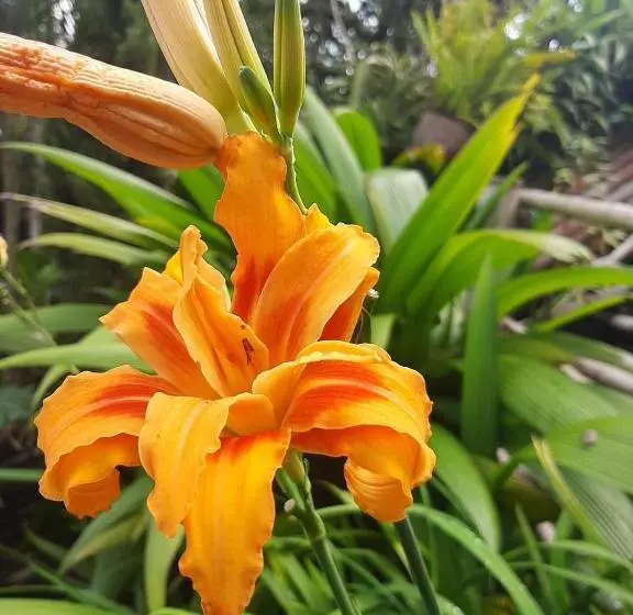 ユースホステル Posada Turística La Ceiba
