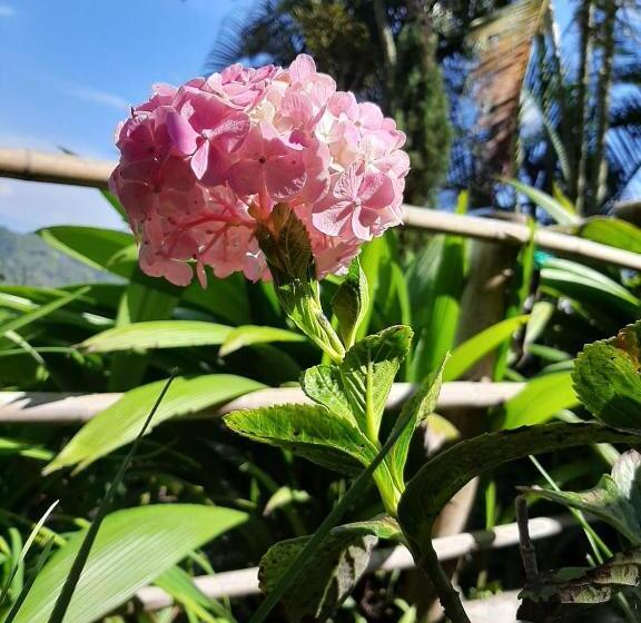 فندق صغير Posada Turística La Ceiba