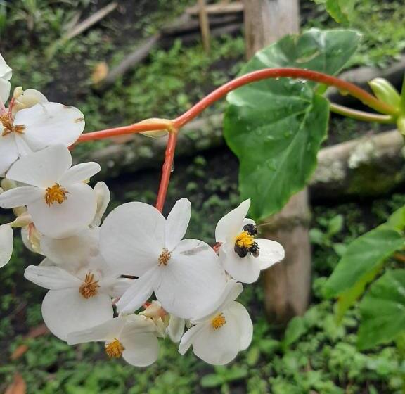فندق صغير Posada Turística La Ceiba