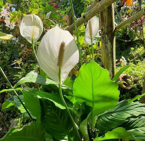فندق صغير Posada Turística La Ceiba