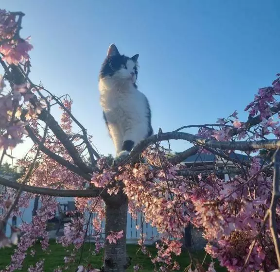 Cheviot Motels, Cabins And Camp