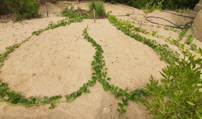 هاستل Tijan Siwa