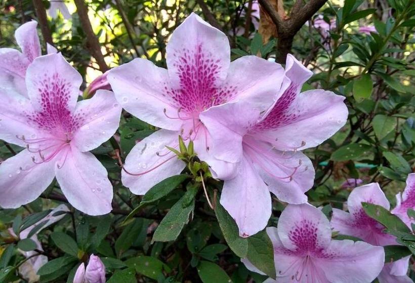 פנסיון Govinda Moeda Pousada