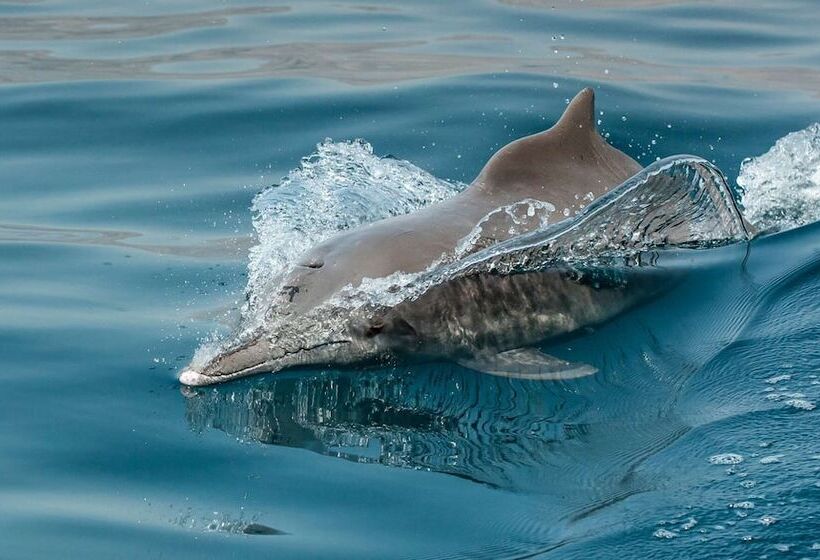 Atana Musandam Resort