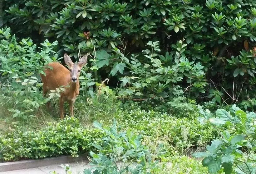 فندق Woudschoten