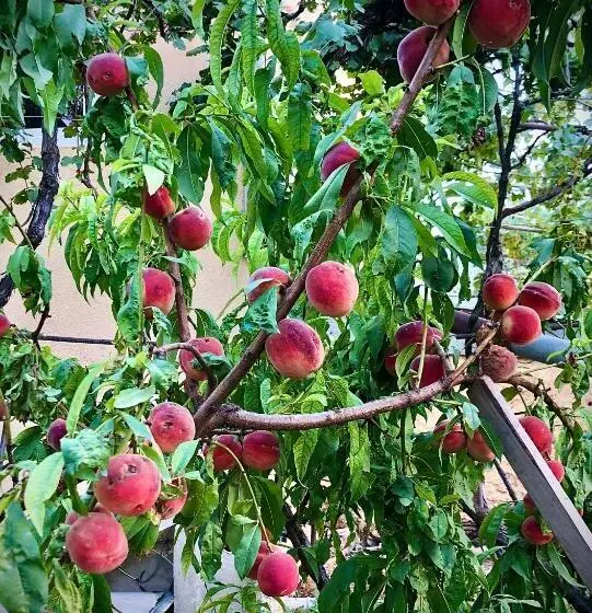 تختخواب و صبحانه Ekas Rosengarten