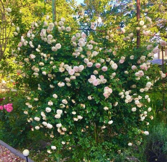 تختخواب و صبحانه Ekas Rosengarten