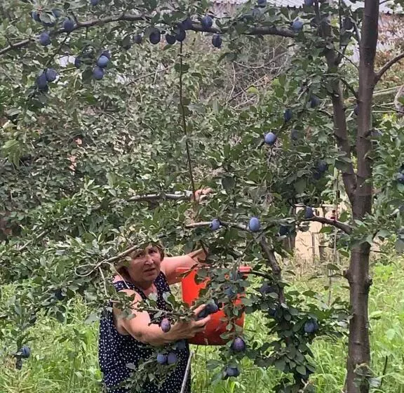 تختخواب و صبحانه Ekas Rosengarten