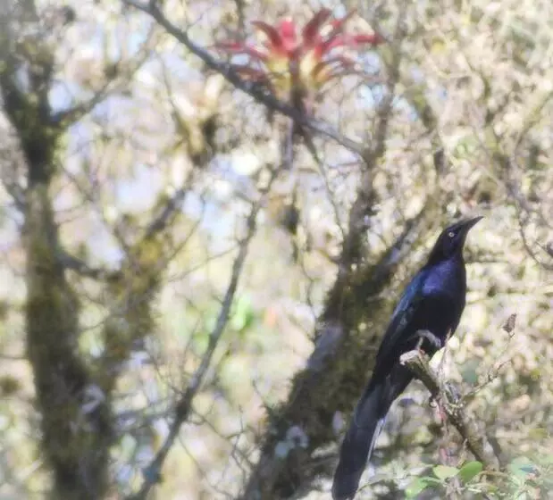 ユースホステル Hostal Casa 4 Estaciones, Coliving & Nature