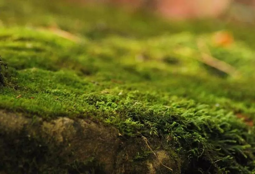 ユースホステル Hostal Casa 4 Estaciones, Coliving & Nature