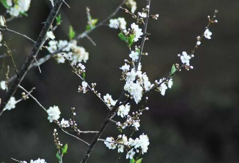 ユースホステル Hostal Casa 4 Estaciones, Coliving & Nature