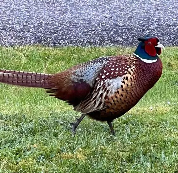Aamiaismajoitus (B&B) Carn A Chuilinn House