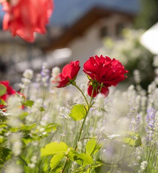 Pension Gulla Ferienhaus Appartements B&b