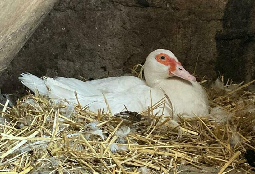 مبيت وإفطار Chateau Paysan Ecolobio De Durianne