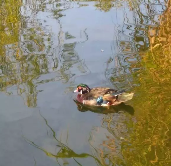 Majatalo Penzion Kosky