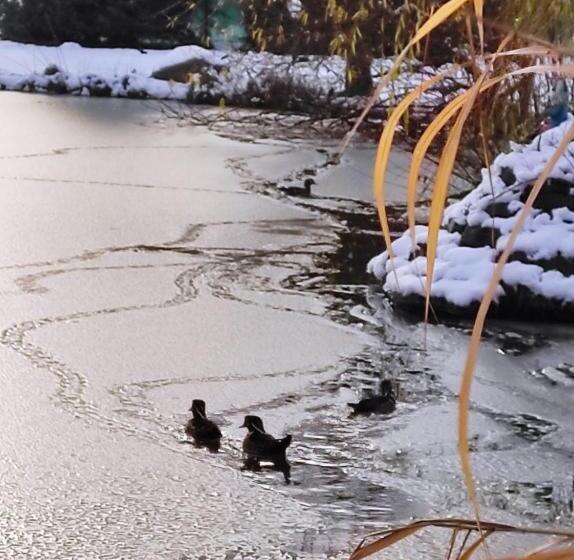 膳宿费 Penzion Kosky